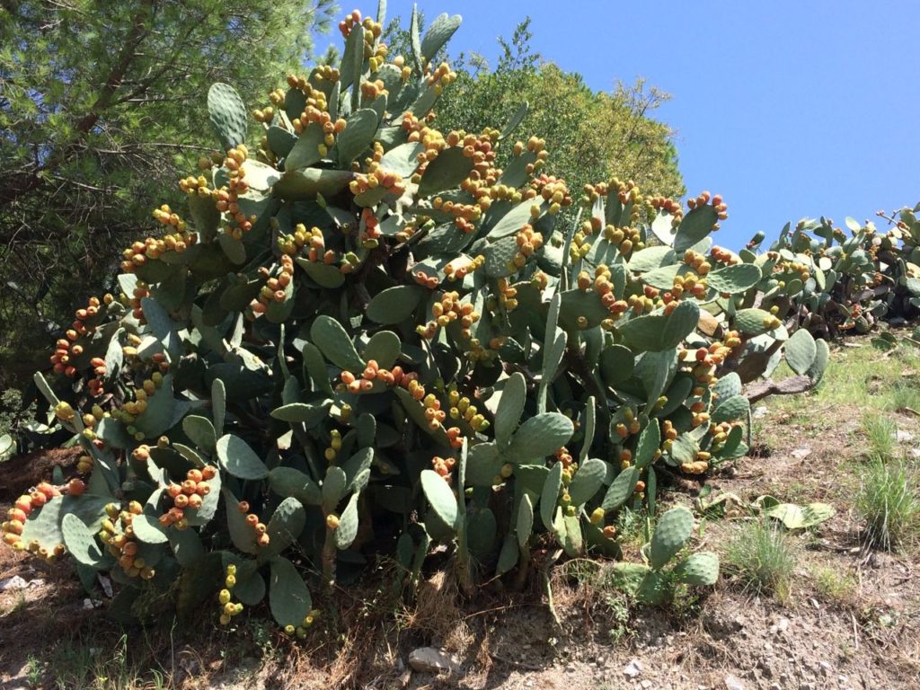 taormina-sycylia-kaktus