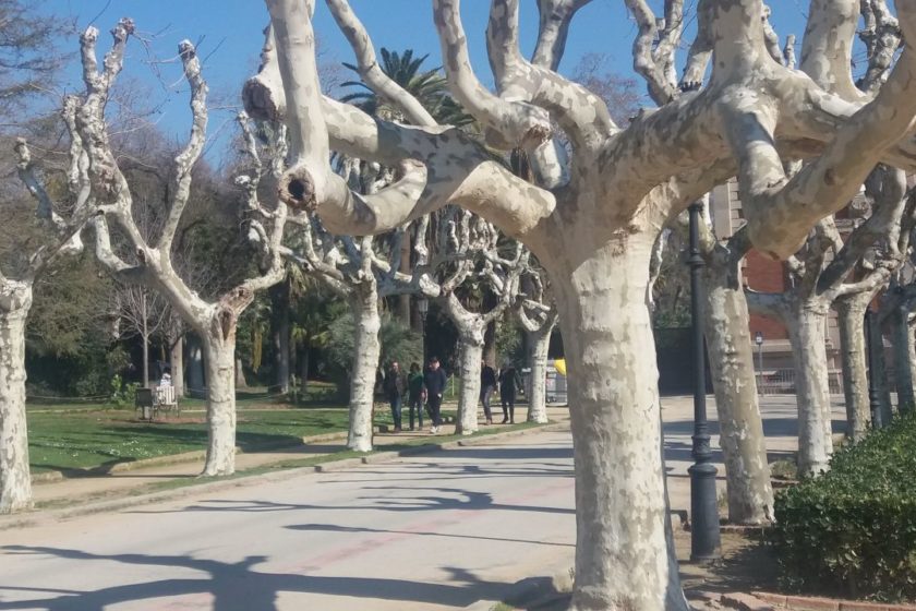 barcelona-drzewka