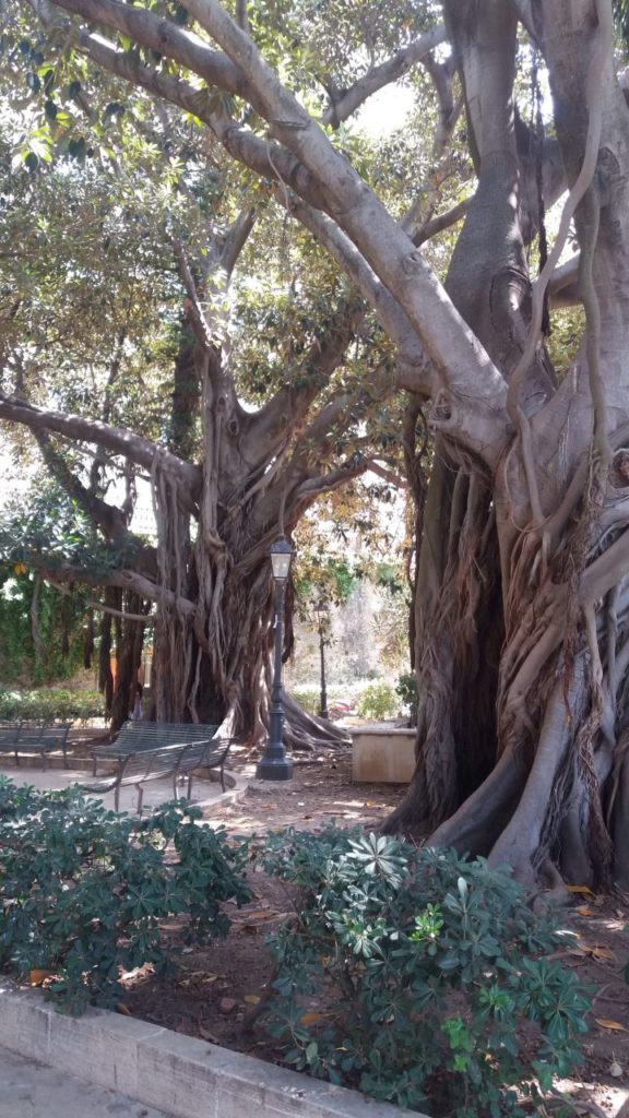 syrakuzy-stare-drzewa