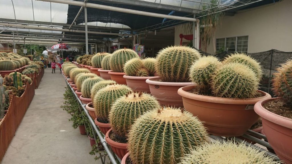 kaktusy-2