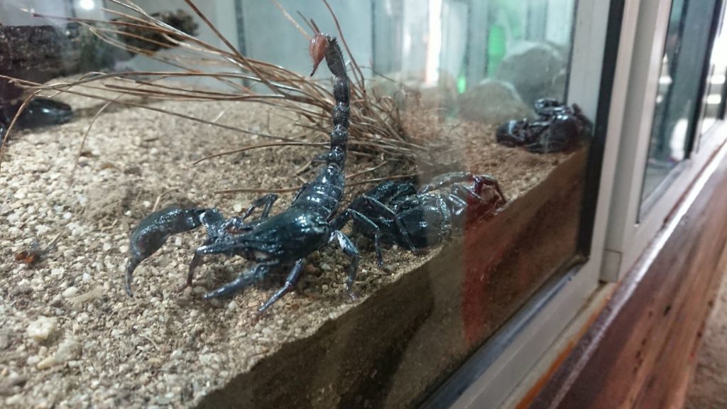 skorpiony-scorpions-oniontrip