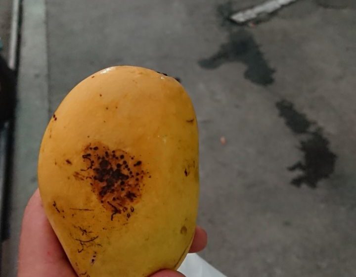 filipinskie-mango