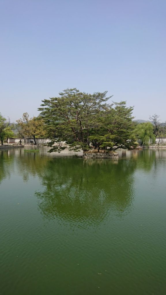 gyeongbokgung-palace-drzewo